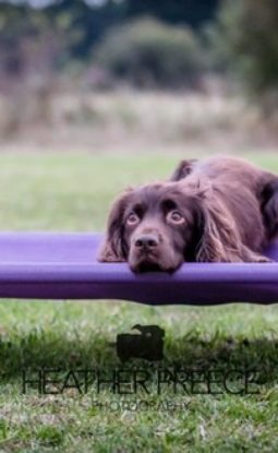 I NO LONGER ENJOY MY PUPPY OR DOG! – WHAT CAN I DO?