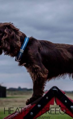 MY DOG DOESN’T NEED TRAINING