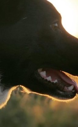 HOW TO KEEP OUR DOGS COOL IN THE HOT WEATHER