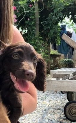 SOCIALISING PUPPIES – HOW TO DO IT RIGHT!