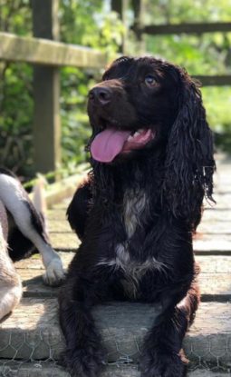 Can you teach a dog to be calm?