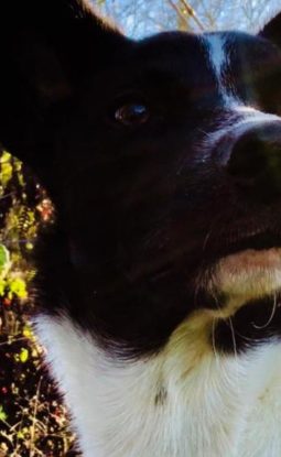 HOW TO STOP UNWANTED DOG BEHAVIOUR BEFORE IT STARTS