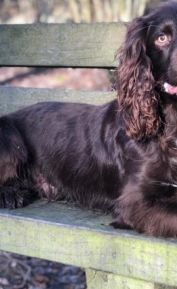 WHY I DON’T ALWAYS WALK MY DOGS – AND YOU DON’T HAVE TO EITHER!