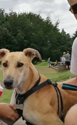 Sam and Hannah’s Training Journey with Noodle