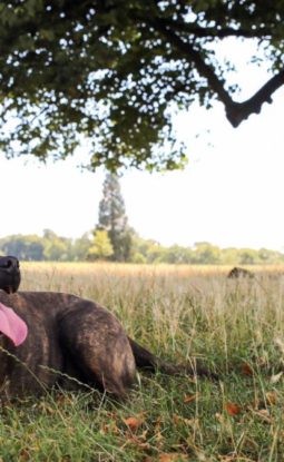 Suzi’s Training Journey with her Dog Dave