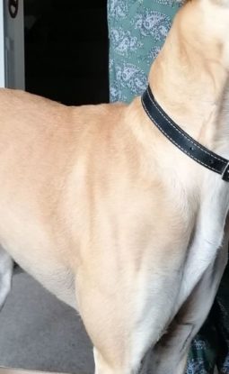 Why Virtual Dog Training is BETTER for your dog!