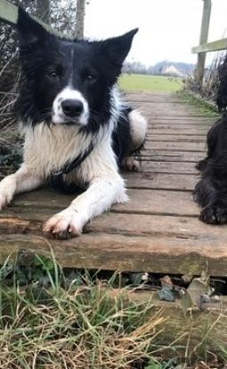 Lockdown fun for you Dog!