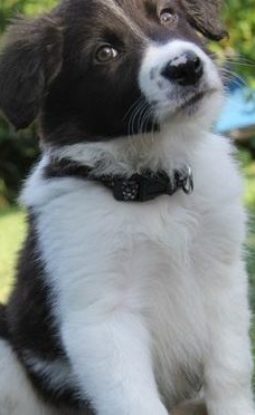 Advice and Tips Before Buying a Puppy