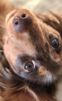 When can I start Training My Puppy?