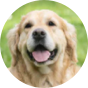 Dog training classes and home boarding in bourne, lincolnshire and peterborough with on the ball dog behaviour and training