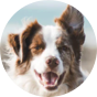 Dog training classes and home boarding in bourne, lincolnshire and peterborough with on the ball dog behaviour and training
