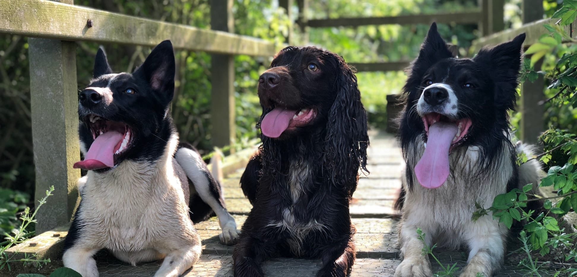 Dog training classes and home boarding in bourne, lincolnshire and peterborough with on the ball dog behaviour and training