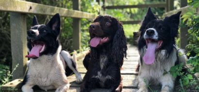 Dog training classes and home boarding in bourne, lincolnshire and peterborough with on the ball dog behaviour and training