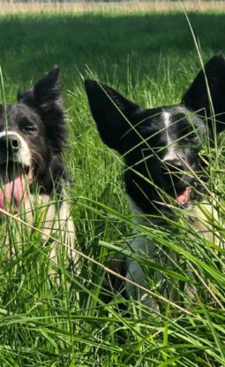 How to tell if my dog is happy