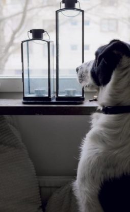 How do you manage dog struggles in the moment