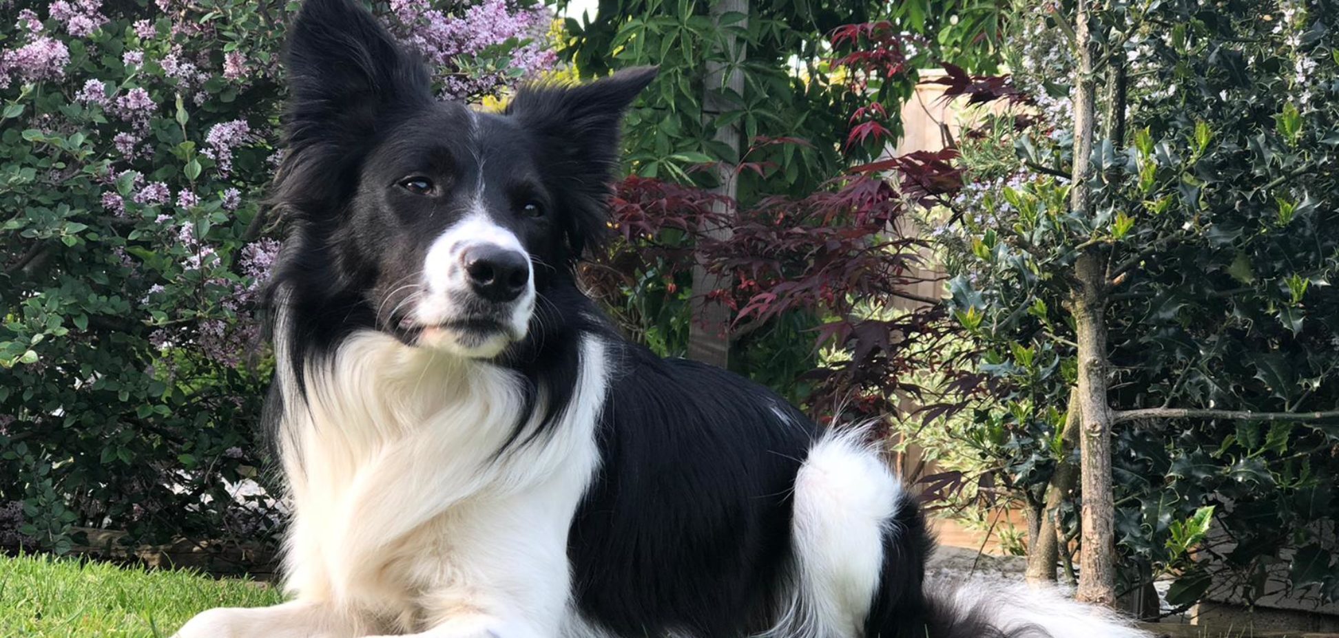 Residential training in bourne, lincolnshire and peterborough with on the ball dog behaviour and training