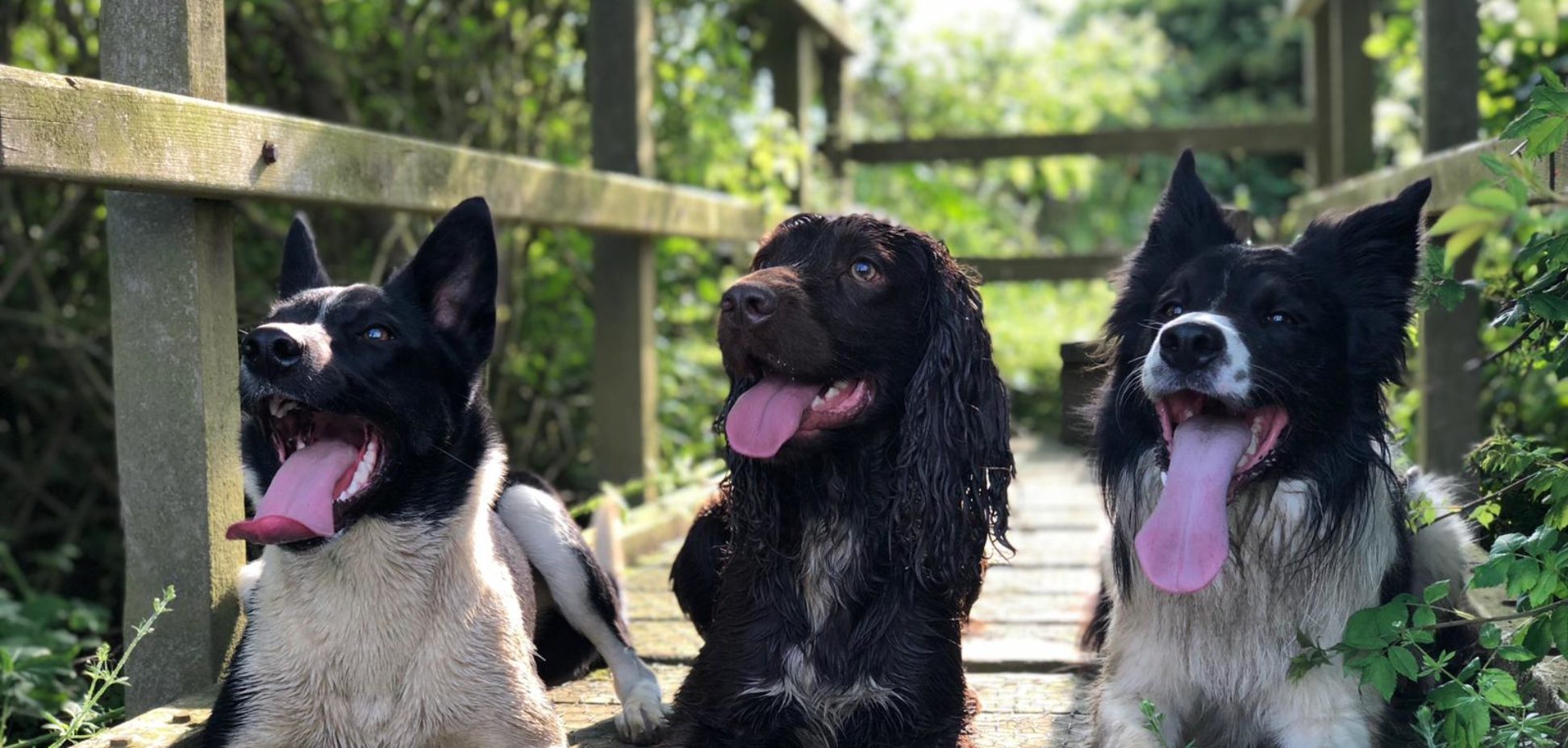 Dog training in bourne, lincolnshire and peterborough with on the ball dog behaviour and training