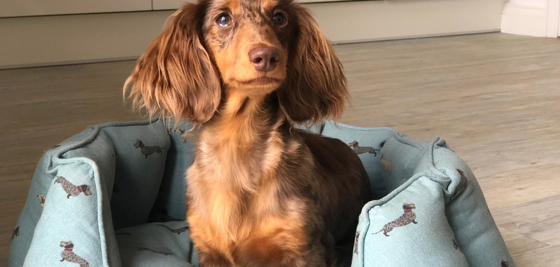 Home boarding dog day care and dog training bourne lincolnshire peterborough