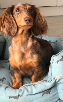 What is THE Most Powerful Tool in Dog Training?