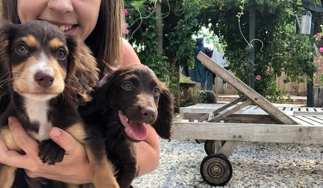 SOCIALISING PUPPIES – HOW TO DO IT RIGHT!